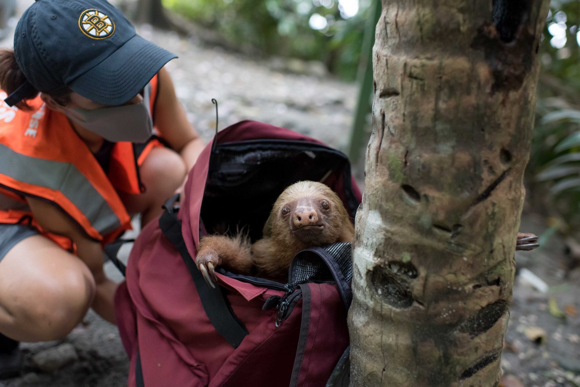 The 7 greatest threats to sloths in the Costa Rica, and what can be done to help
