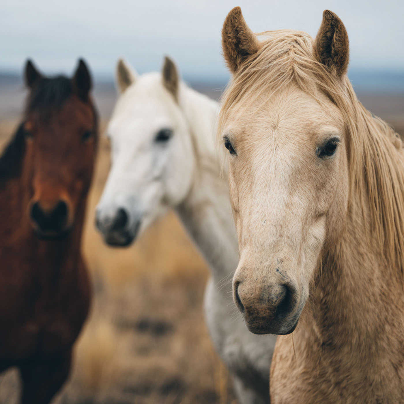 Close up of three wild horses out on a field with mountains in the background